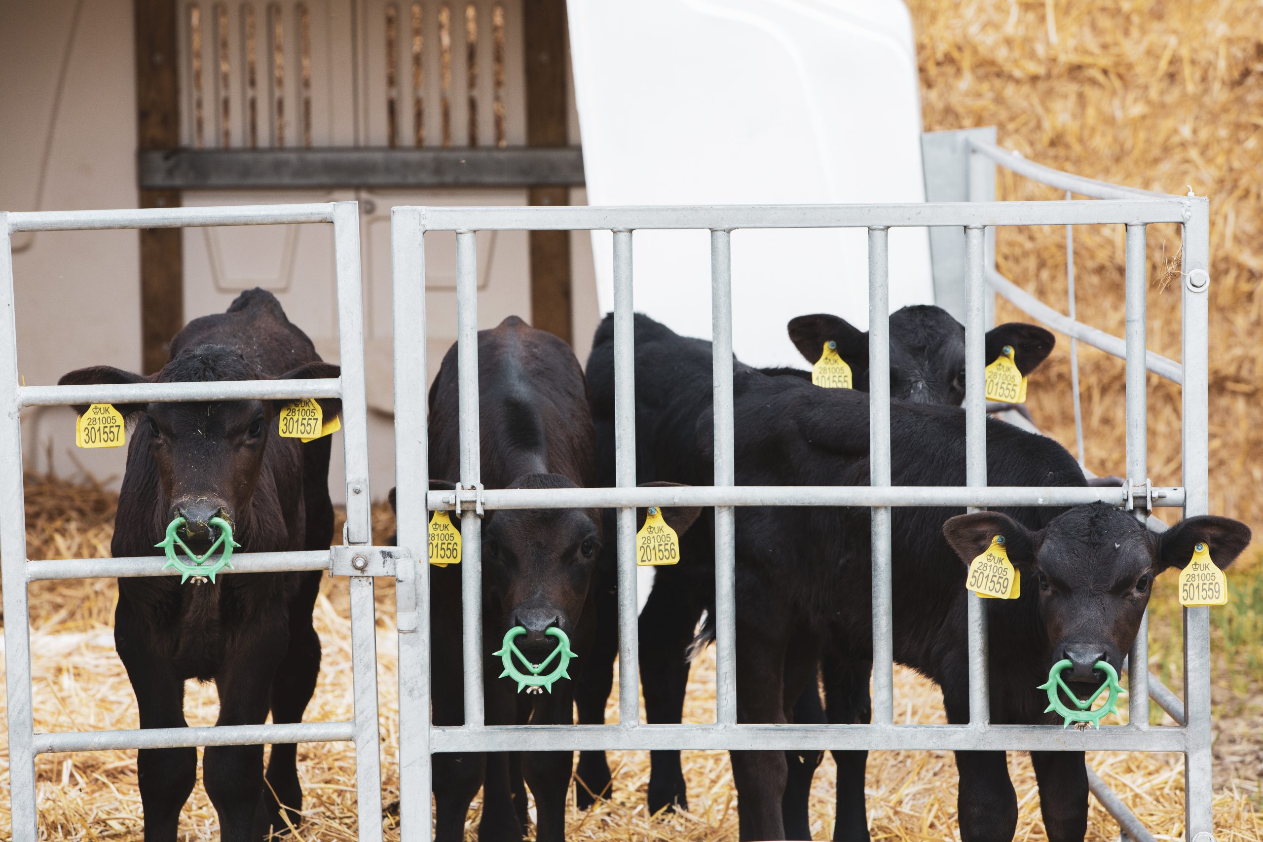 Laser marked ear tag for cattle